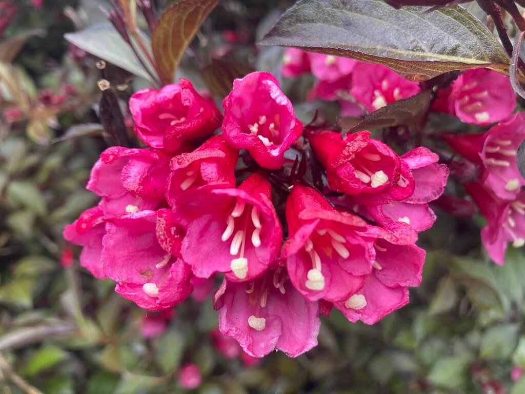 WEIGELA