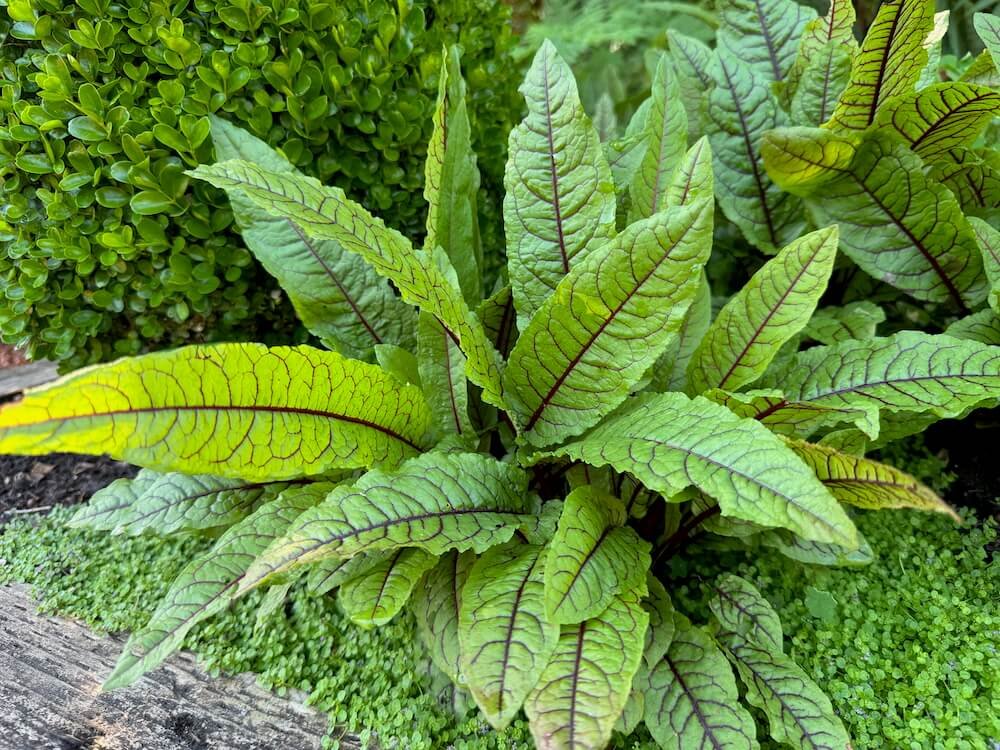 Rumex sanguineus