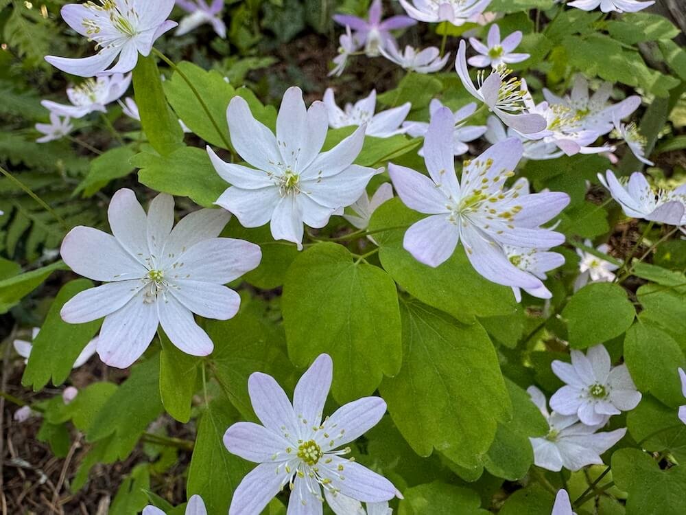 Anemonella thalictroides