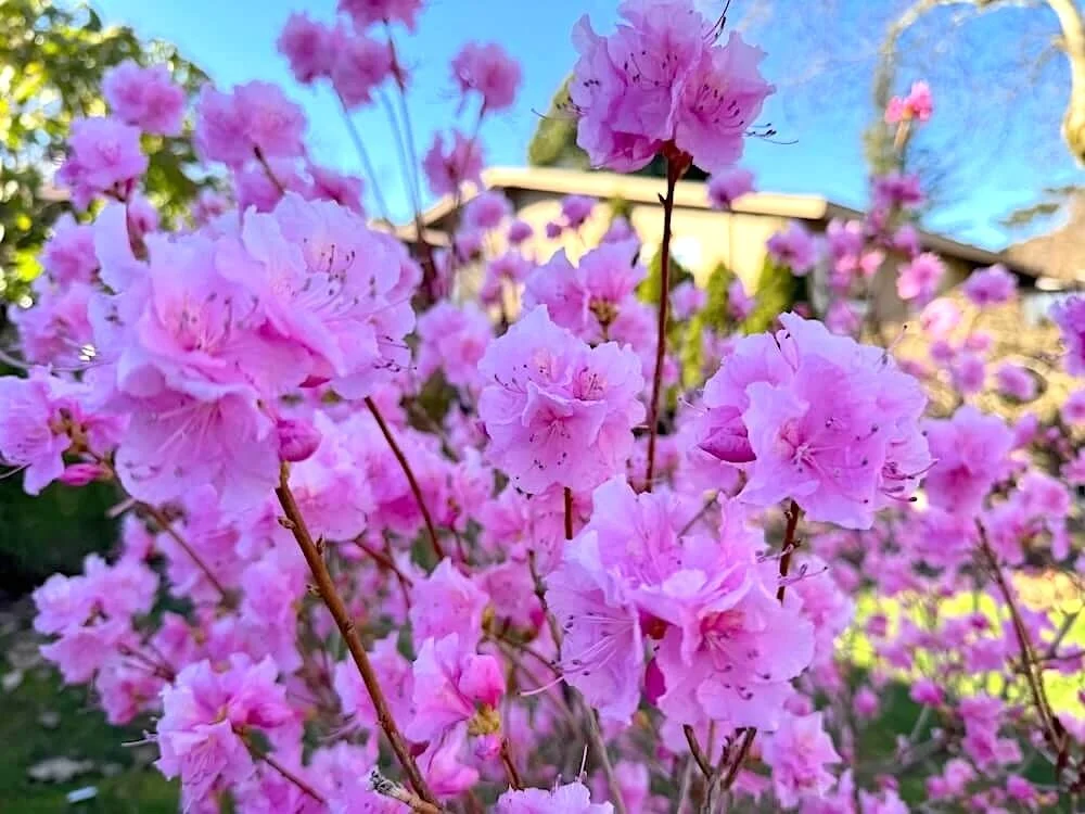 Rhododendron mucronulatum 'Cornell Pink'