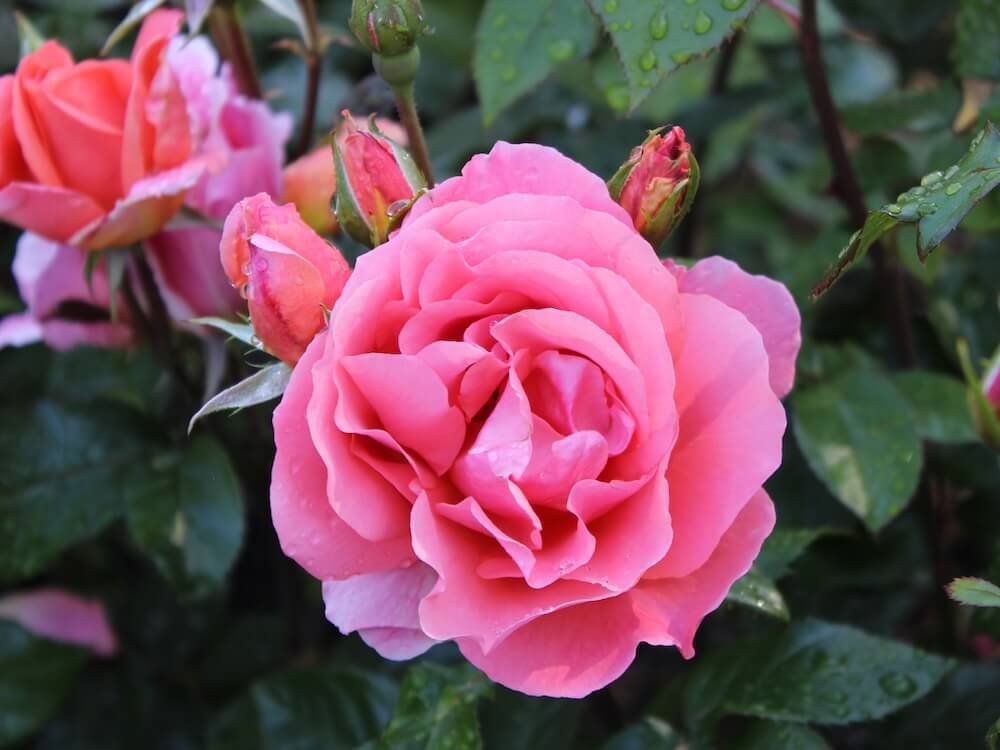 Rosa 'Sweet Fragrance'