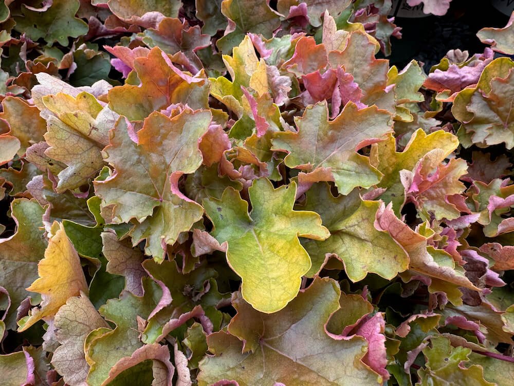 Heuchera 'Doheugaberu'