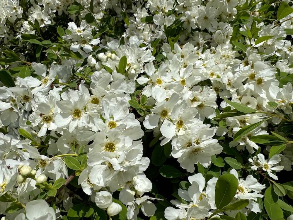 PEARLBUSH (Exochorda)