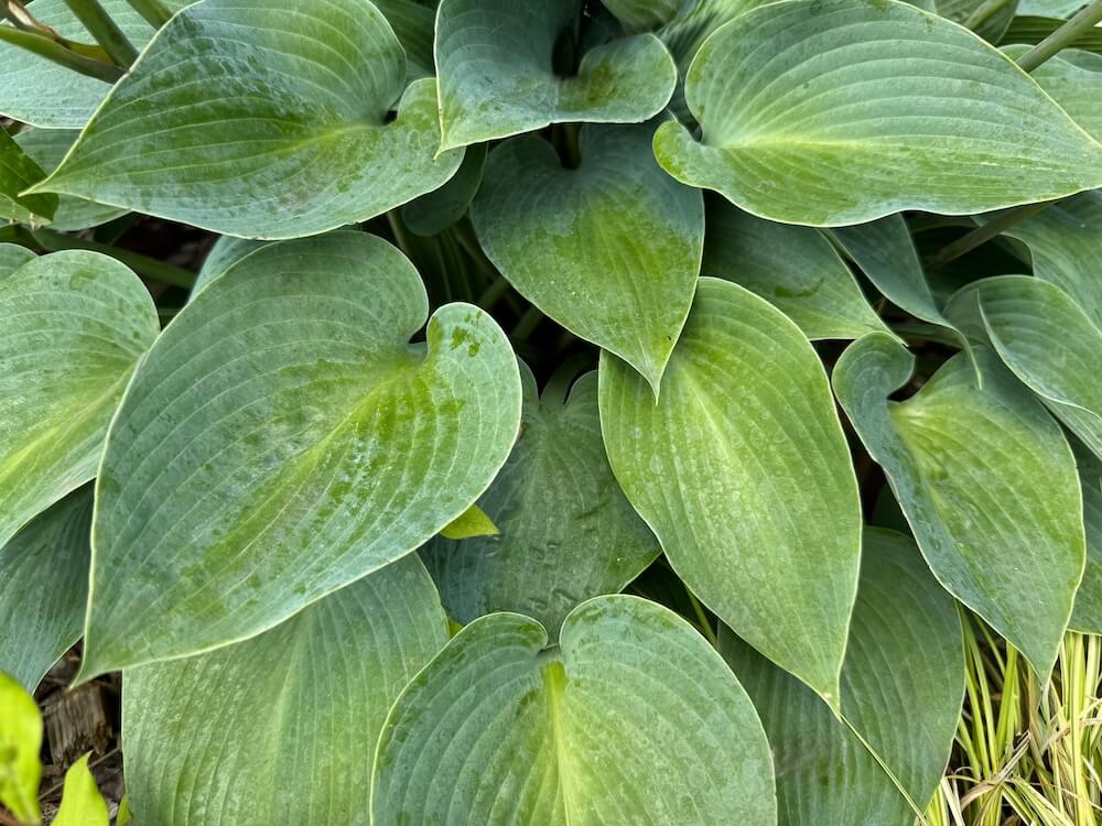 Hosta ventricosa