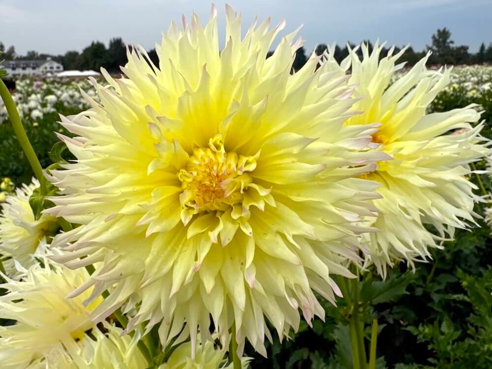 Dahlia 'Citron du Cap'