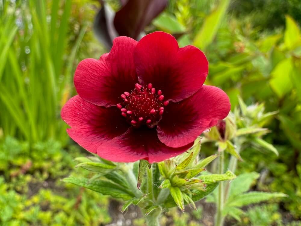 Potentilla thurberi 'Monarch's Velvet'