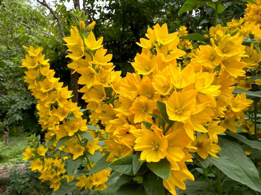 Lysimachia punctata