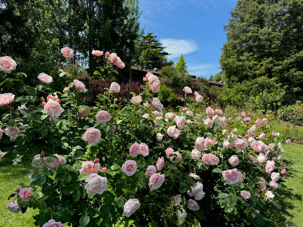 Rosa 'Queen Elizabeth'