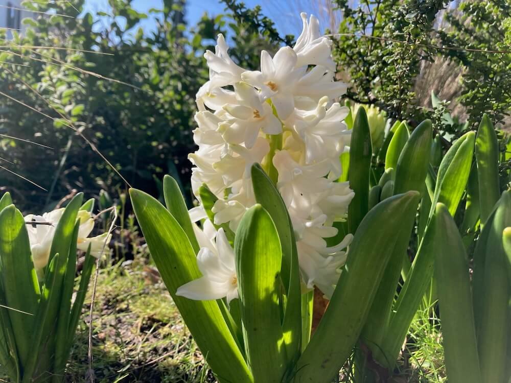 Hyacinthus orientalis 'White Pearl'