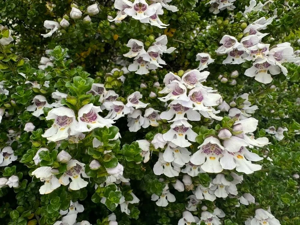 ALPINE MINT BUSH (Prostanthera)