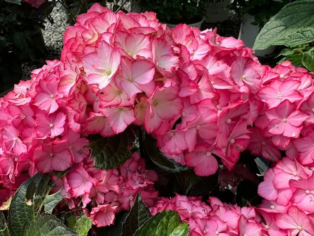 Hydrangea macrophylla 'HORTHAMP'