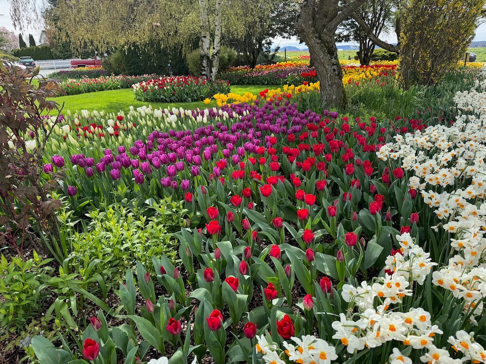 Skagit Valley Tulip Festival