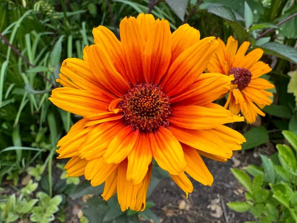 Heliopsis helianthoides 'Summer Eclipse'