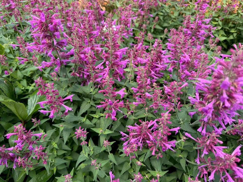 Agastache mexicana 'Balsumlmag'