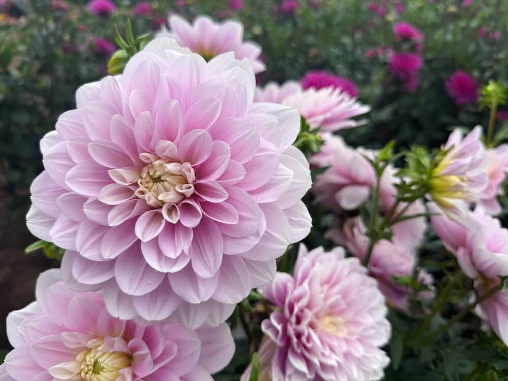 Dahlia 'Randi Dawn'