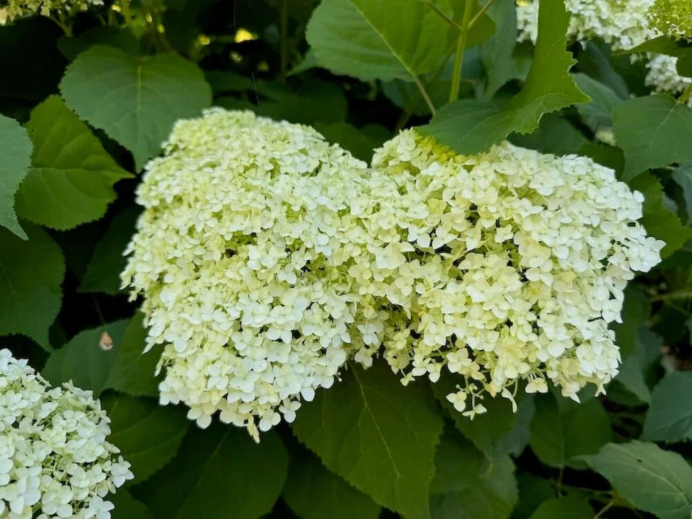 Hydrangea arborescens 'Abetwo'