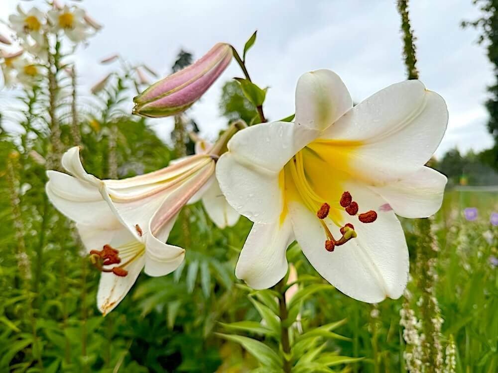 Lilium 'Fanfare'