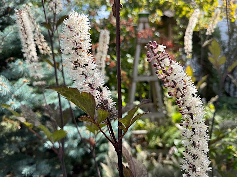 Actaea simplex 'Black Negligee'