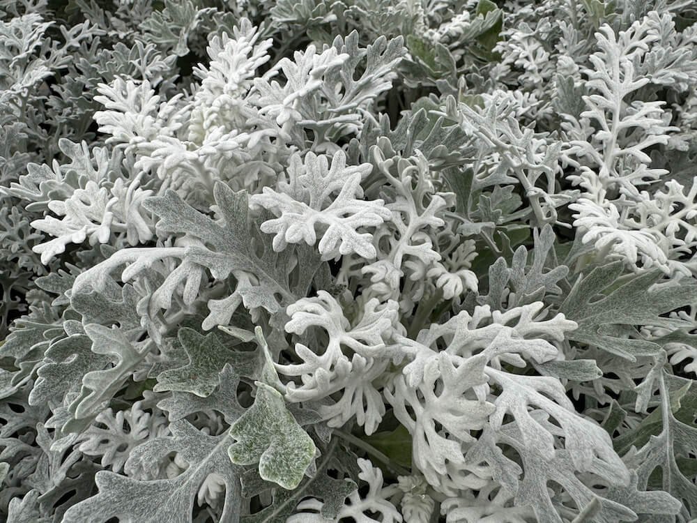 Senecio cineraria 'Silverdust'