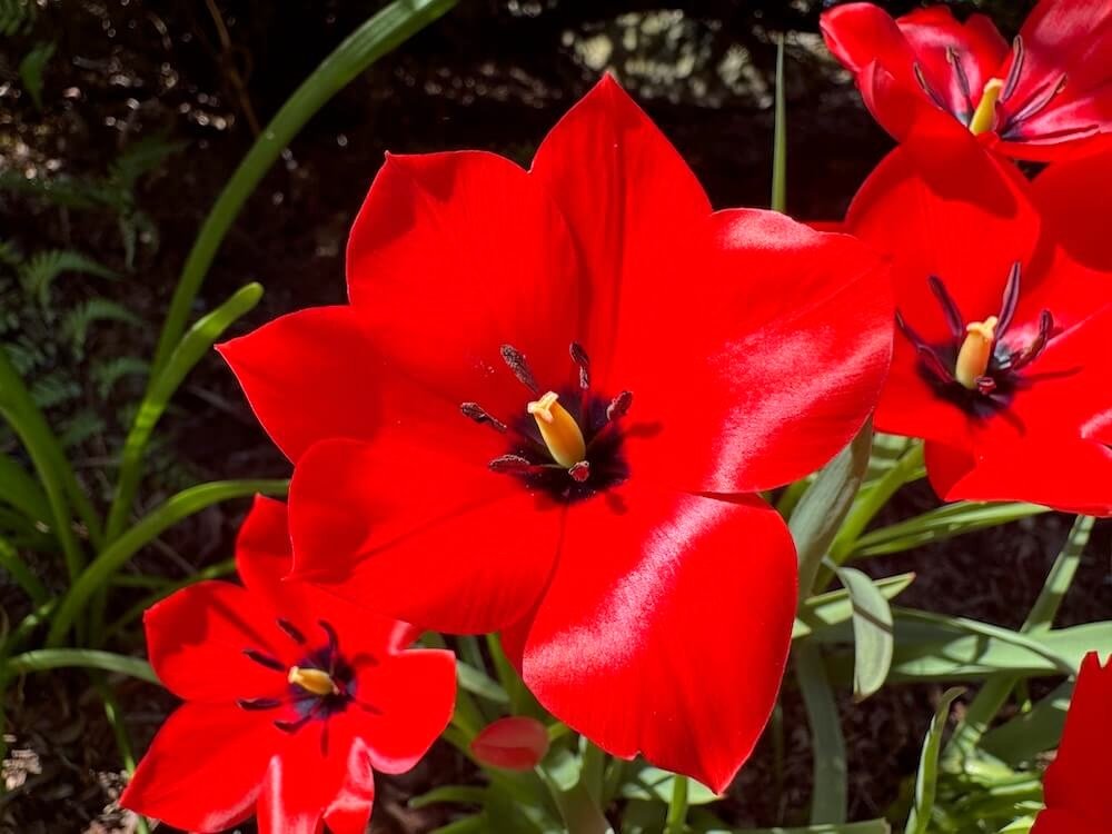 Tulipa montana