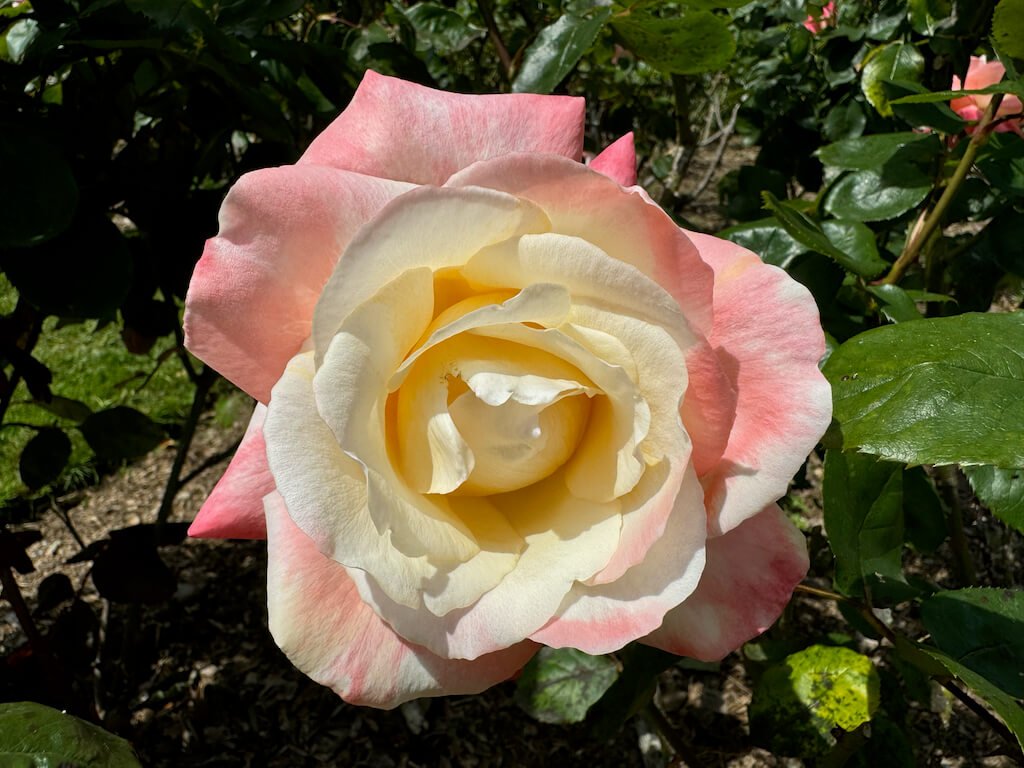 Rosa 'Gemini'