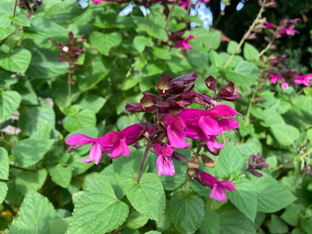Salvia Hybrid ‘Rockin’ Fuchsia’