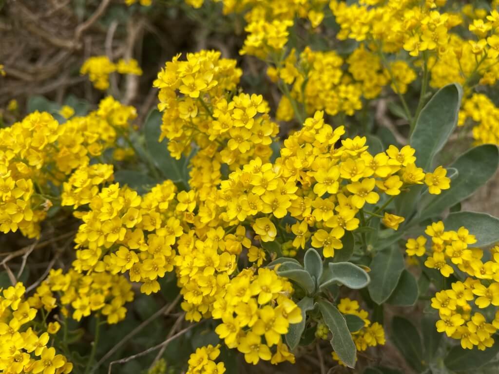 BASKET-OF-GOLD (Aurinia)