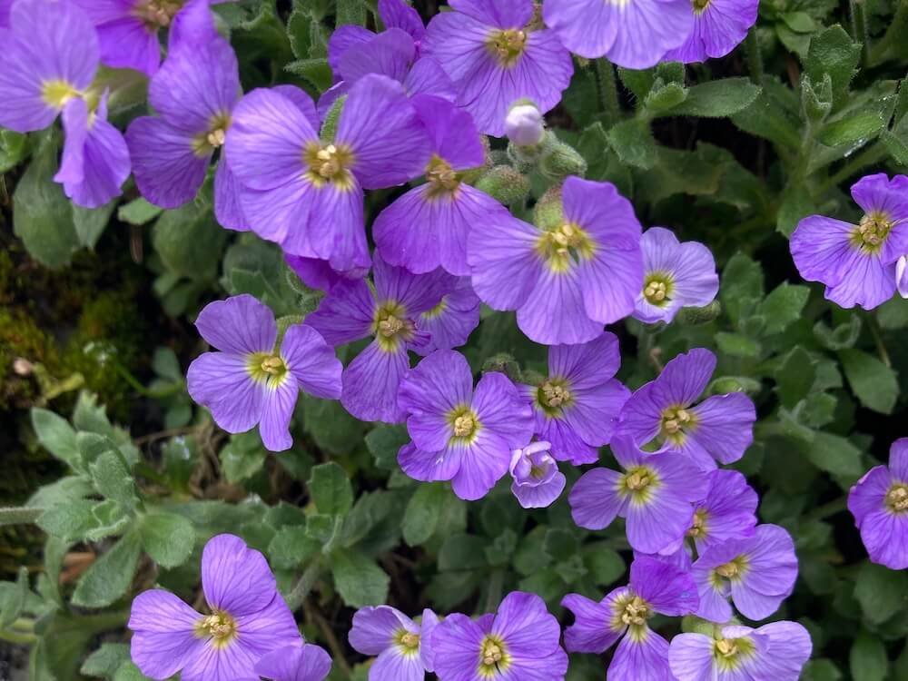 ROCK CRESS (Aubretia)