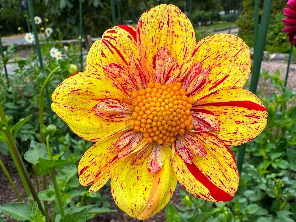 Dahlia 'Kelsey Pollock'