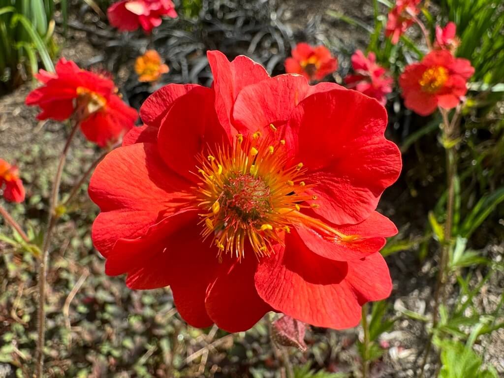 Geum ‘Flames of Passion’