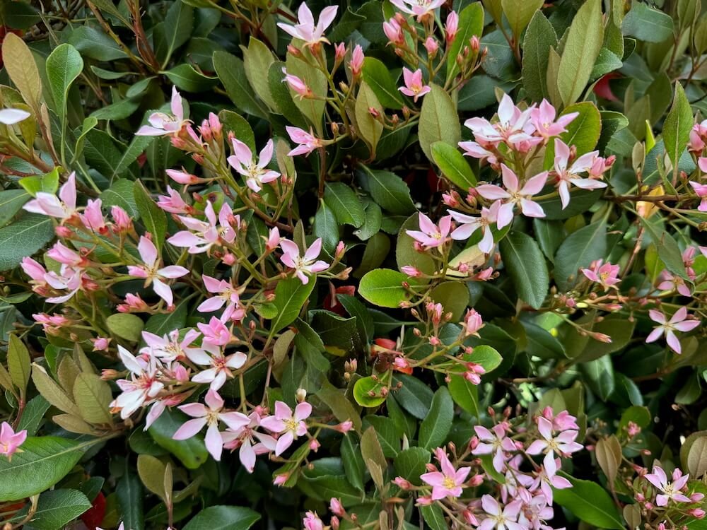 HAWTHORN (Rhaphiolepis)