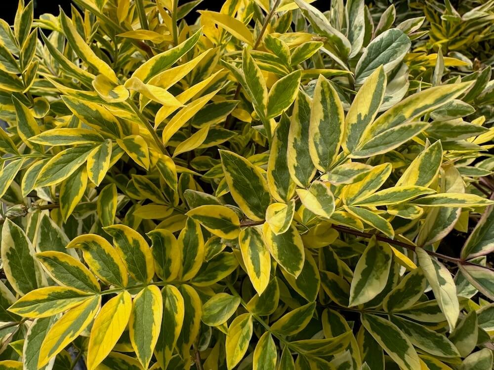 Polemonium pulcherrimum 'Golden Feathers'