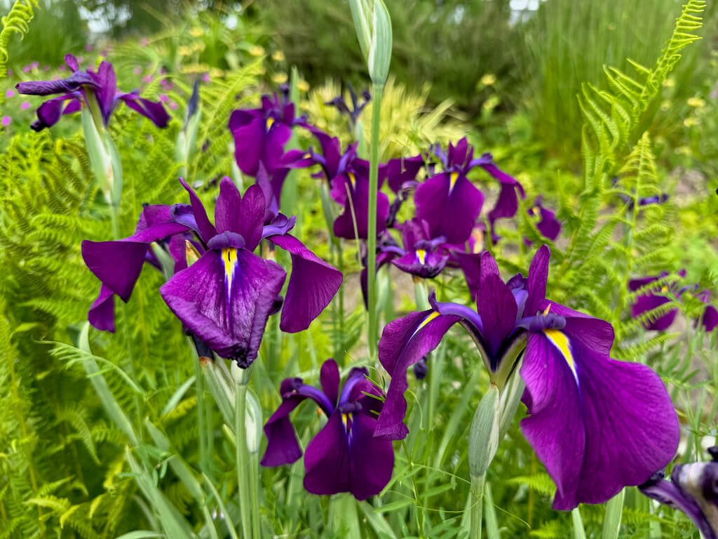 Washington Park Arboretum