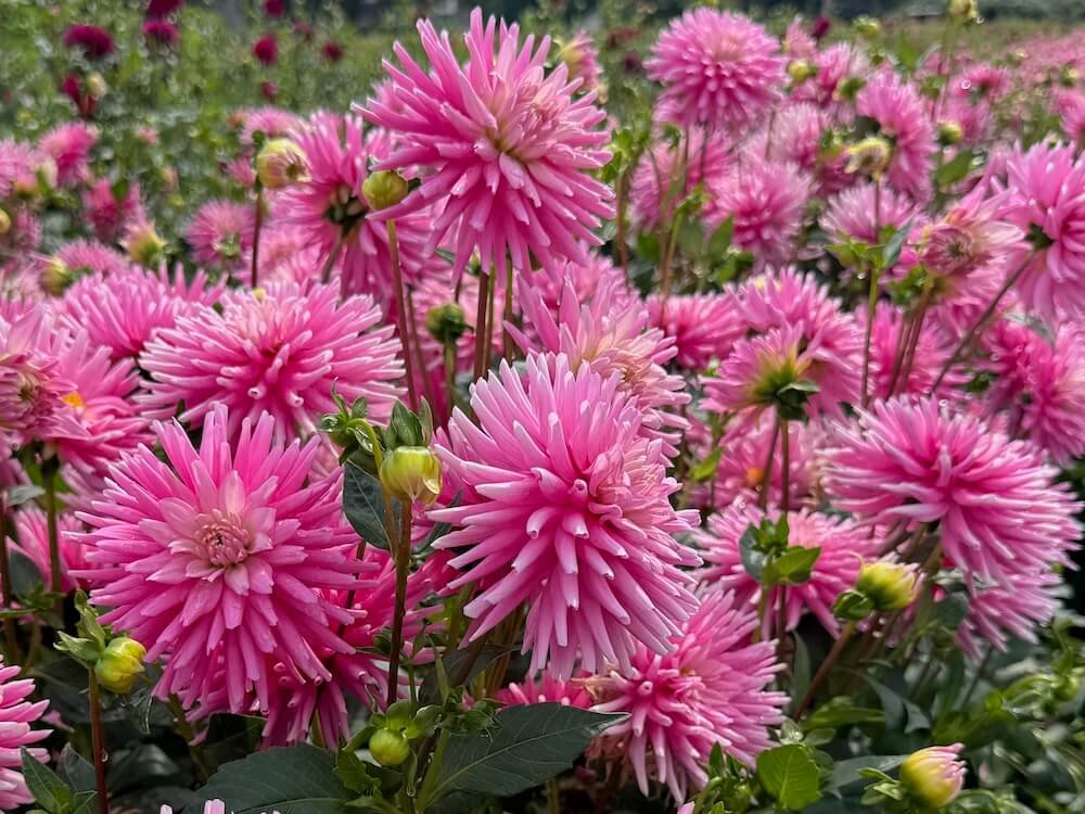 Dahlia 'First Kiss'