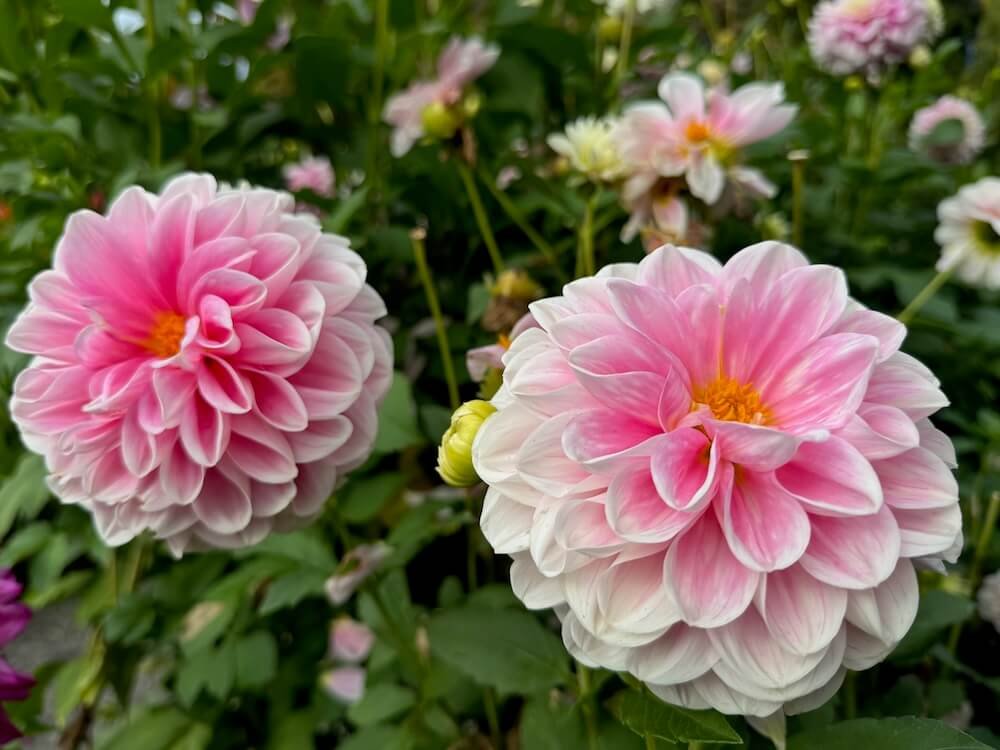 Dahlia 'Kelgai Ann'