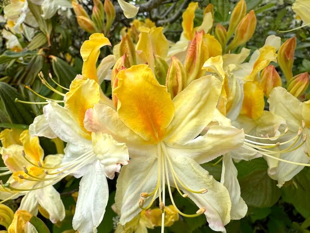 Rhododendron x kosteranum 'Northern Hi-Lights'