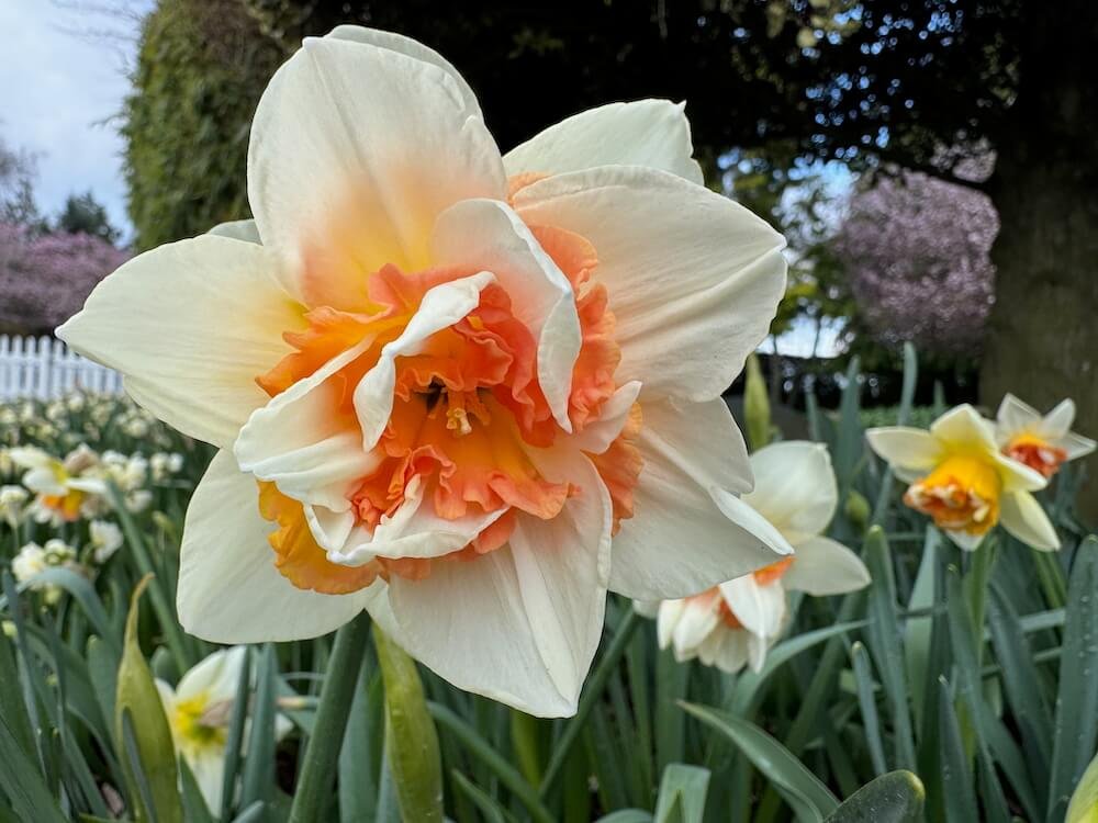 Narcissus 'Mystere'