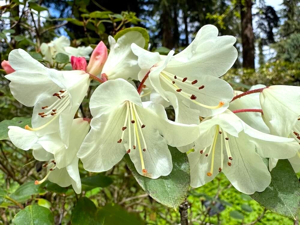 Rhododendron callimorphum ssp. myiagrum