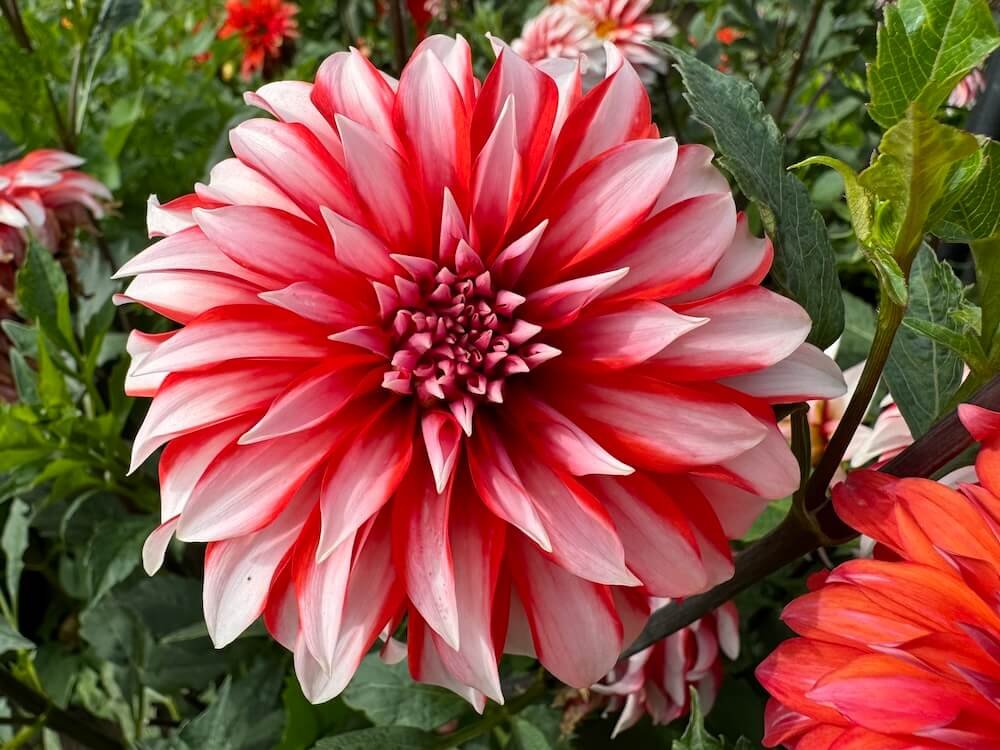 Dahlia 'Santa Claus'