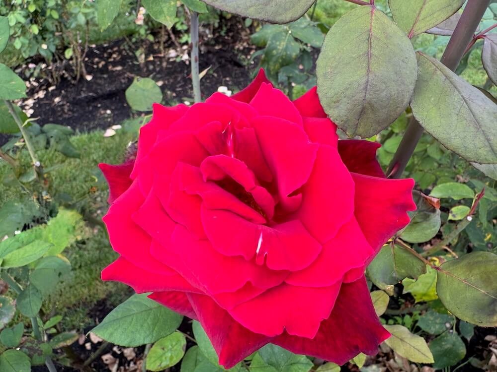 Rosa 'Mr. Lincoln'