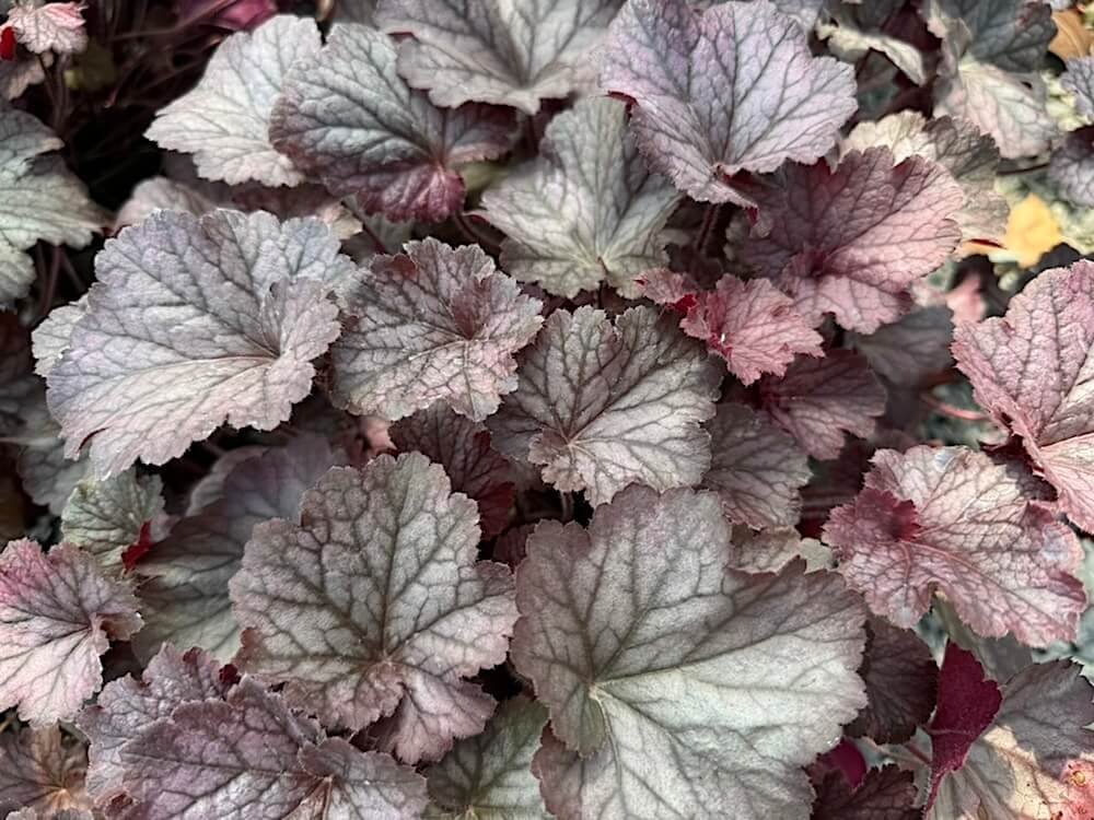CORAL BELLS (Heuchera)