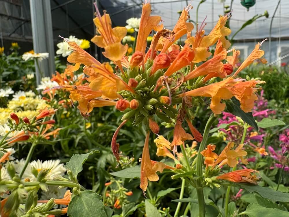 Agastache x poquito Orange 'TNAGAPO'