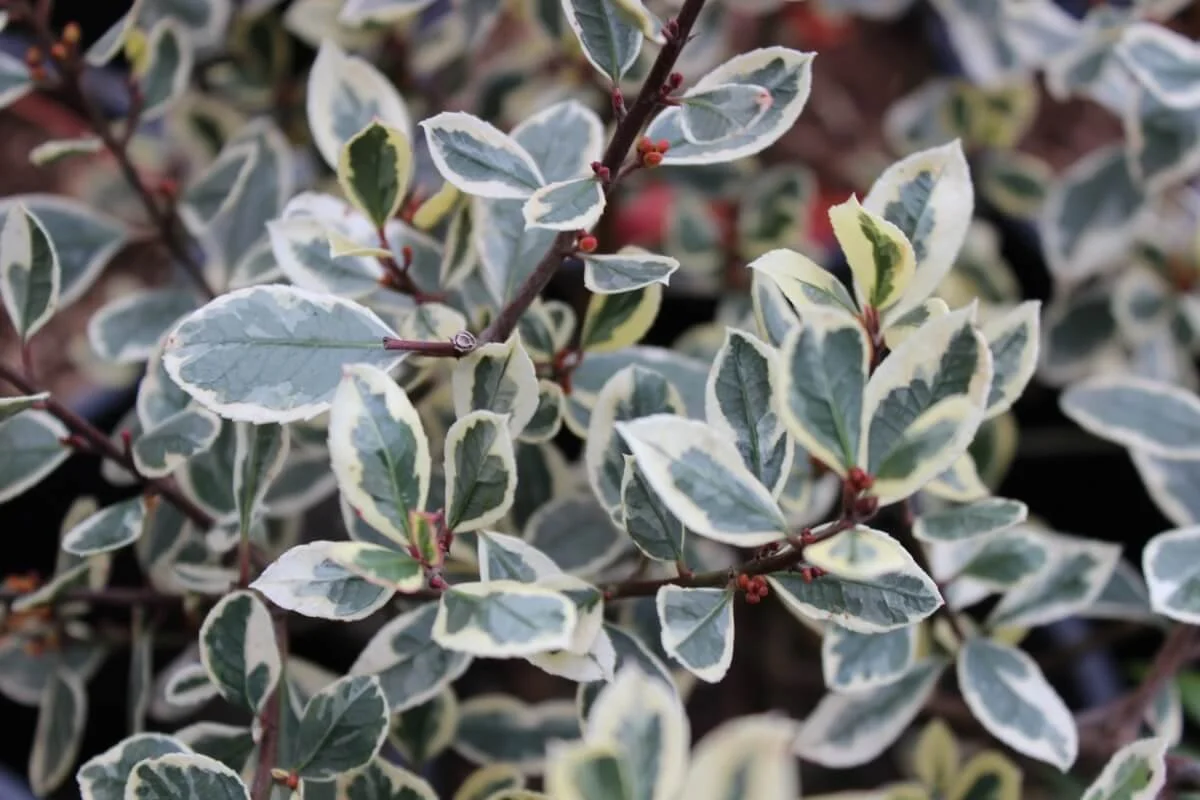 ITALIAN BUCKTHORN (Rhamnus)
