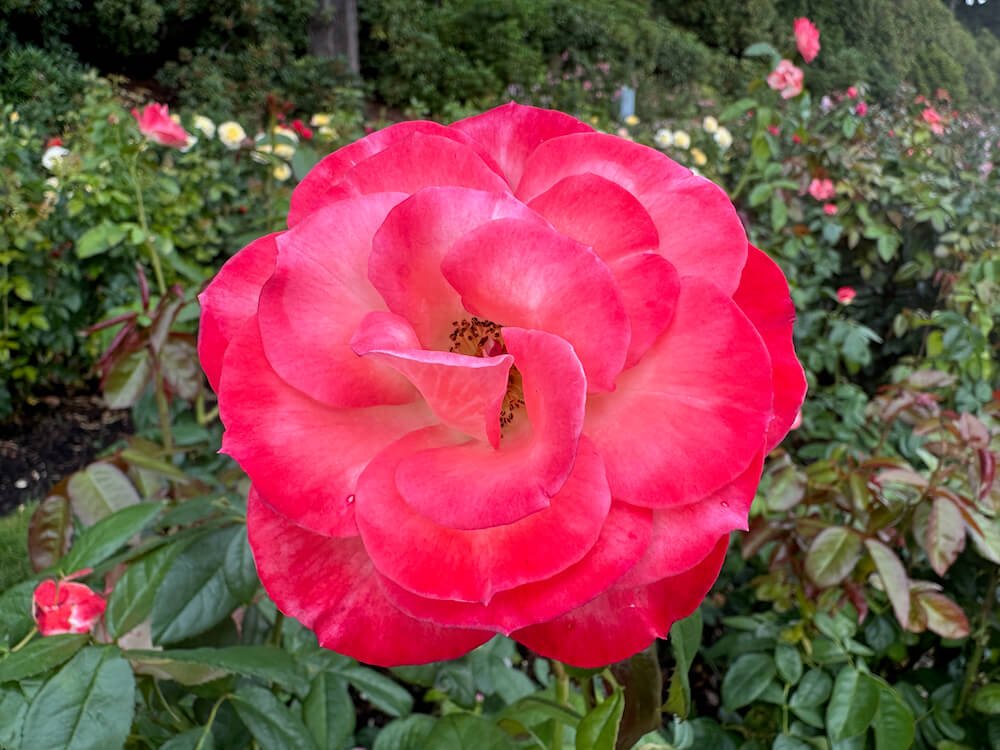 Rosa 'Coretta Scott King'