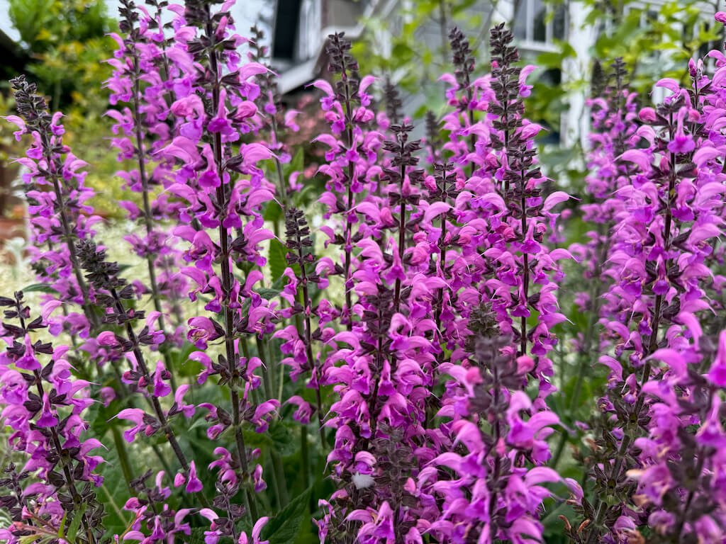 Salvia nemorosa ‘New Dimension Rose’