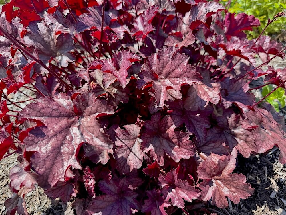 Heuchera 'Amethyst Mist'