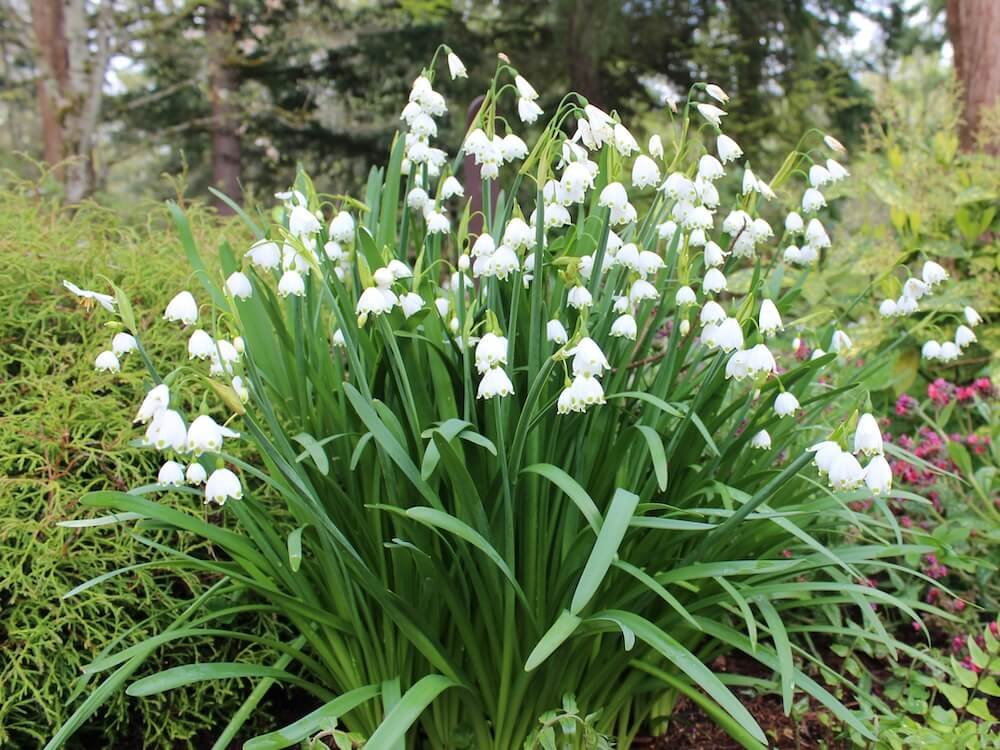 Leucojum aestivum 'Gravetye Giant'