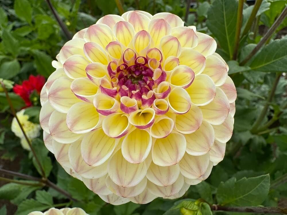 Dahlia 'Cherish'