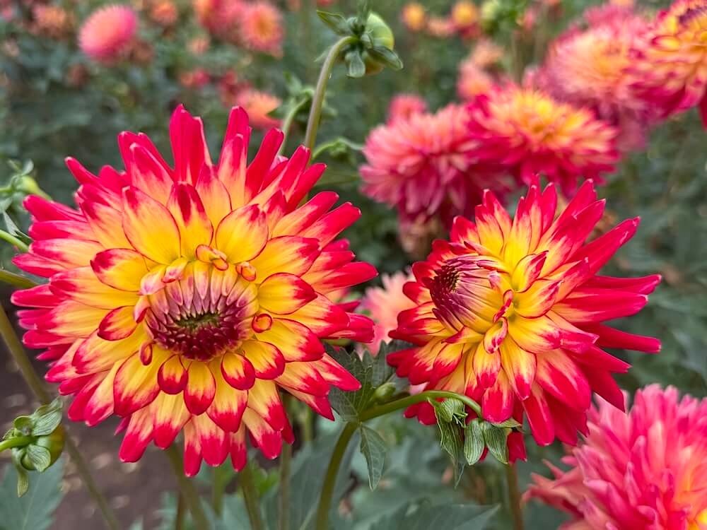 Dahlia 'Wildcat'