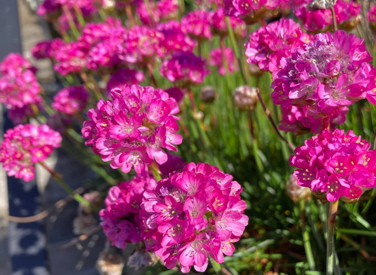 SEA THRIFT (Armeria)